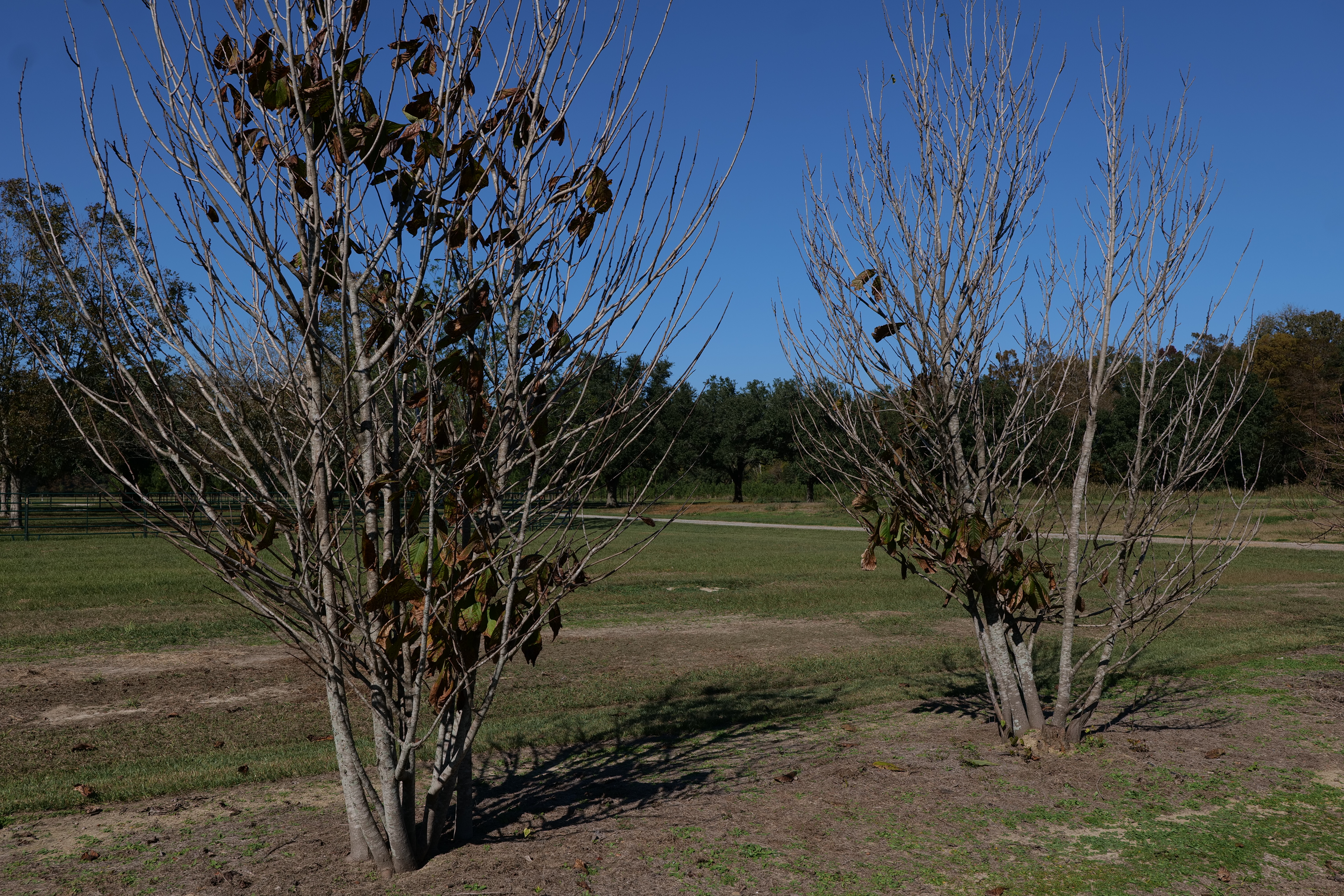 Pawpaws: An uncommon yet valuable addition to the Louisiana landscape